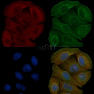 Fyn Mouse Monoclonal Antibody - BF8927 staining Hela cells by IF/ICC.