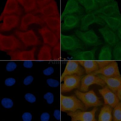 Synapsin I Mouse Monoclonal Antibody - BF8952 staining Hela cells by IF/ICC.