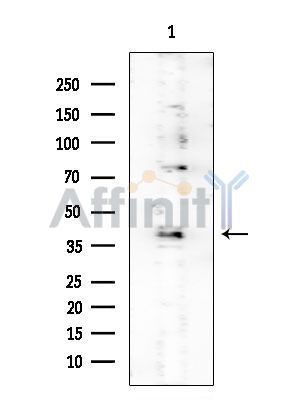 GNPDA1 Mouse Monoclonal Antibody - Western blot analysis of extracts from COLO205 cells, using GNPDA1 Mouse Monoclonal Antibody at 1/1000 dilution.