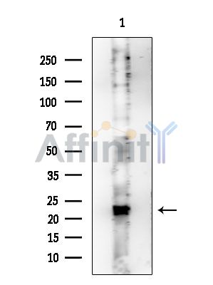 MRPL50 Mouse Monoclonal Antibody - Western blot analysis of extracts from Rat testis, using MRPL50 Mouse Monoclonal Antibody at 1/1000 dilution.