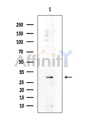 RPL7 Mouse Monoclonal Antibody - Western blot analysis of extracts from Rat testis, using RPL7 Mouse Monoclonal Antibody at 1/1000 dilution.