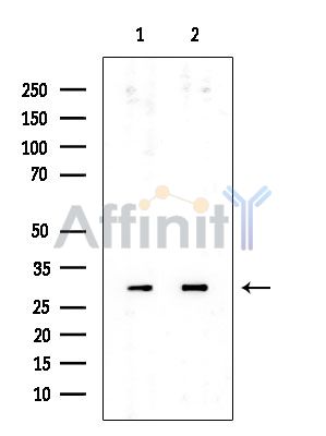 RPL7 Mouse Monoclonal Antibody - Western blot analysis of extracts from various samples, using RPL7 Mouse Monoclonal Antibody at 1/1000 dilution.
