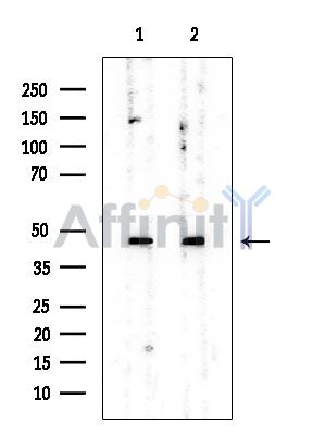 SF3B4 Mouse Monoclonal Antibody - Western blot analysis of extracts from various samples, using SF3B4 Mouse Monoclonal Antibody at 1/1000 dilution.
