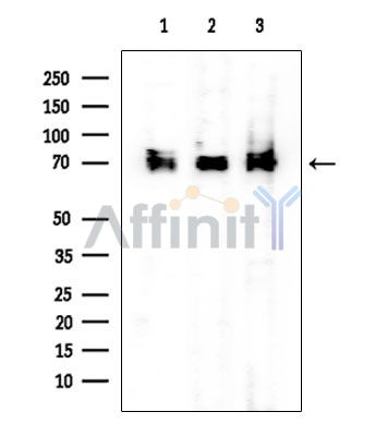 RBM35B Mouse Monoclonal Antibody - Western blot analysis of extracts from various samples, using RBM35B Mouse Monoclonal Antibody at 1/1000 dilution.