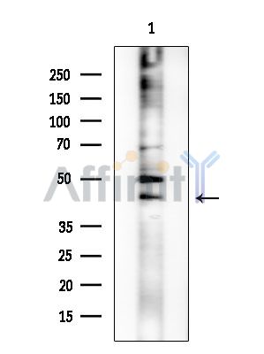 DHPS Mouse Monoclonal Antibody - Western blot analysis of extracts from EC304 cells, using DHPS Mouse Monoclonal Antibody at 1/1000 dilution.