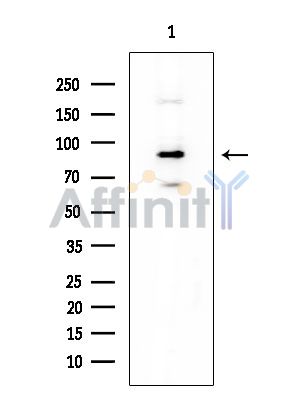 GPR156 Mouse Monoclonal Antibody - Western blot analysis of extracts from Mouse lung, using GPR156 Mouse Monoclonal Antibody at 1/1000 dilution.