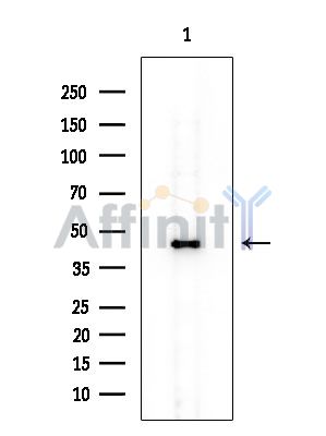 PGD Mouse Monoclonal Antibody - Western blot analysis of extracts from COLO205 cells, using PGD Mouse Monoclonal Antibody at 1/1000 dilution.
