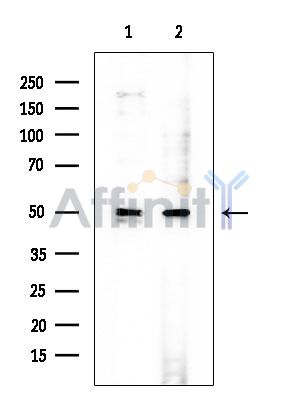 BAG4 Mouse Monoclonal Antibody - Western blot analysis of extracts from various samples, using BAG4 Mouse Monoclonal Antibody at 1/1000 dilution.