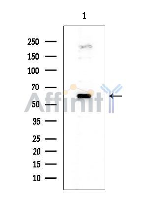 SNX4 Mouse Monoclonal Antibody - Western blot analysis of extracts from COLO205 cells, using SNX4 Mouse Monoclonal Antibody at 1/1000 dilution.