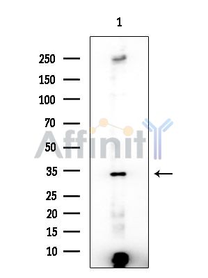 TSSK1 Antibody - Western blot analysis of extracts from Rat brain, using TSSK1 Antibody at 1/1000 dilution.