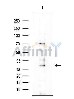 TAAR9 Antibody - Western blot analysis of extracts from COLO205 cells, using TAAR9 Antibody at 1/1000 dilution.