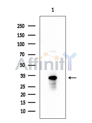 TRA-2 alpha Antibody - Western blot analysis of extracts from EC304 cells, using TRA-2 alpha Antibody at 1/1000 dilution.