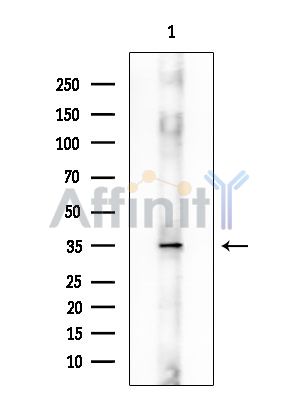 MRPL9 Antibody - Western blot analysis of extracts from Mouse brain, using MRPL9 Antibody at 1/1000 dilution.
