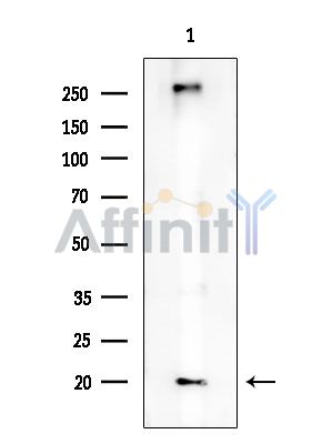 RPS27L Antibody - Western blot analysis of extracts from HUVEC cells, using RPS27L Antibody at 1/1000 dilution.