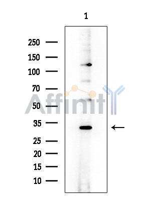 AKR1B1 Antibody - Western blot analysis of extracts from Rat brain, using ADAM32 Antibody at 1/1000 dilution.