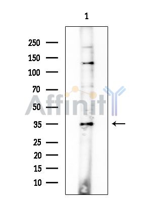 ASAH3L Antibody - Western blot analysis of extracts from Mouse brain, using ASAH3L Antibody at 1/1000 dilution.