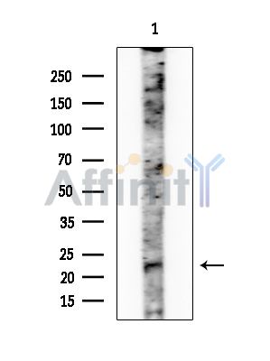 ATP5L2 Antibody - Western blot analysis of extracts from Rat brain, using ATP5L2 Antibody at 1/1000 dilution.