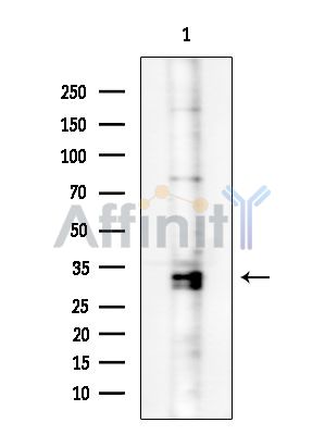 DHRS2 Antibody - Western blot analysis of extracts from HUVEC cells, using DHRS2 Antibody at 1/1000 dilution.