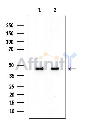 EIF3F Antibody - Western blot analysis of extracts from various samples, using EIF3F Antibody at 1/1000 dilution.