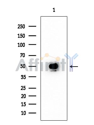FOXD4/L2/L3/L4/L5/L6 Antibody - Western blot analysis of extracts from Mouse testis, using FOXD4/L2/L3/L4/L5/L6 Antibody at 1/1000 dilution.