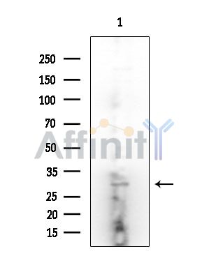 GJC3 Antibody - Western blot analysis of extracts from Mouse brain, using GJC3 Antibody at 1/1000 dilution.