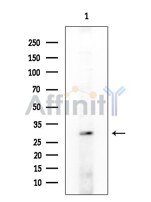 GRTP1 Antibody - Western blot analysis of extracts from Mouse brain, using GRTP1 Antibody at 1/1000 dilution.
