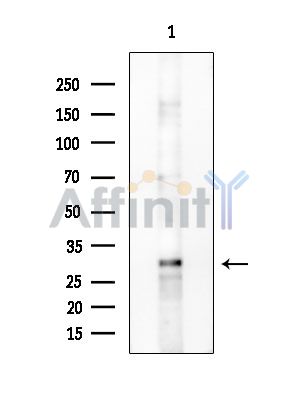 GIMAP2 Antibody - Western blot analysis of extracts from HUVEC cells, using GIMAP2 Antibody at 1/1000 dilution.