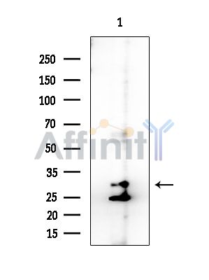 EMX1 Antibody - Western blot analysis of extracts from HUVEC cells, using EMX1 Antibody at 1/1000 dilution.