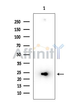 EMX1 Antibody - Western blot analysis of extracts from COLO205 cells, using EMX1 Antibody at 1/1000 dilution.