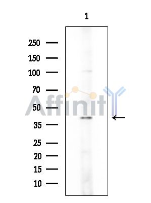 NKX24 Antibody - Western blot analysis of extracts from Mouse brain, using NKX24 Antibody at 1/1000 dilution.