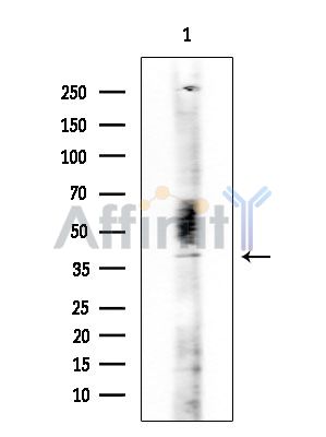 LILRA1 Antibody - Western blot analysis of extracts from COLO205 cells, using LILRA1 Antibody at 1/1000 dilution.