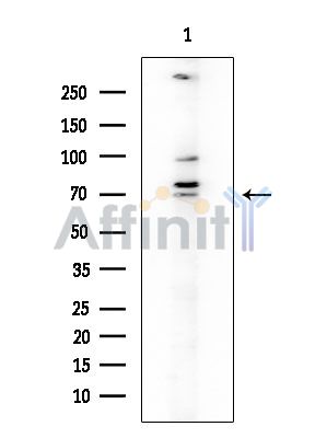 MINPP1 Antibody - Western blot analysis of extracts from COLO205 cells, using MINPP1 Antibody at 1/1000 dilution.
