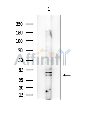 NRSN1 Antibody - Western blot analysis of extracts from HUVEC cells, using NRSN1 Antibody at 1/1000 dilution.