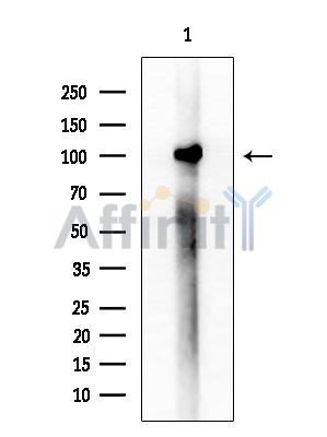 NOC3L Antibody - Western blot analysis of extracts from Mouse brain, using NOC3L Antibody at 1/1000 dilution.