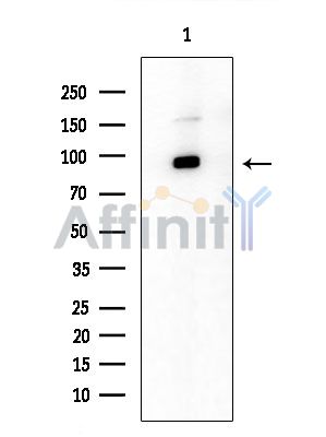 NOC3L Antibody - Western blot analysis of extracts from Rat brain, using NOC3L Antibody at 1/1000 dilution.