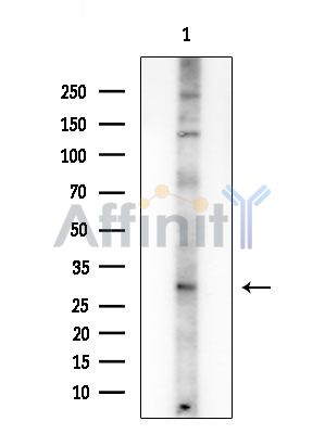 PXMP3 Antibody - Western blot analysis of extracts from Rat brain, using PXMP3 Antibody at 1/1000 dilution.