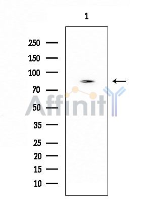 FAM35A/B Antibody - Western blot analysis of extracts from Rat brain, using FAM35A/B Antibody at 1/1000 dilution.