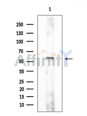 PWWP2B Antibody - Western blot analysis of extracts from Mouse brain, using PWWP2B Antibody at 1/1000 dilution.