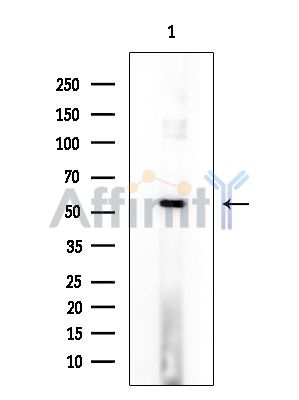 PWWP2B Antibody - Western blot analysis of extracts from Rat brain, using PWWP2B Antibody at 1/1000 dilution.