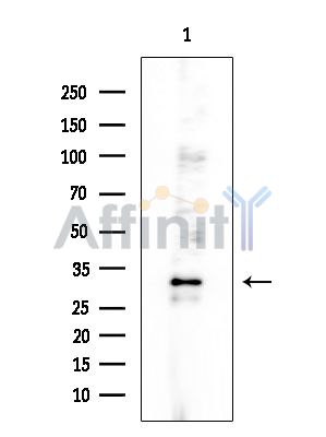 RASL10B Antibody - Western blot analysis of extracts from HUVEC cells, using RASL10B Antibody at 1/1000 dilution.