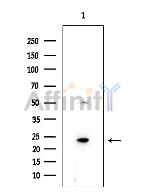 RAP2B Antibody - Western blot analysis of extracts from COLO205 cells, using RAP2B Antibody at 1/1000 dilution.