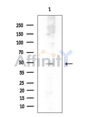 RFPL4A Antibody - Western blot analysis of extracts from HUVEC cells, using RFPL4A Antibody at 1/1000 dilution.