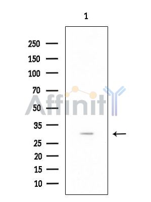 RPL7L1 Antibody - Western blot analysis of extracts from HUVEC cells, using RPL7L1 Antibody at 1/1000 dilution.