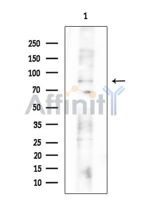 NEK5 Antibody - Western blot analysis of extracts from Mouse brain, using NEK5 Antibody at 1/1000 dilution.