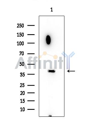 PRKX Antibody - Western blot analysis of extracts from HUVEC cells, using PRKX Antibody at 1/1000 dilution.