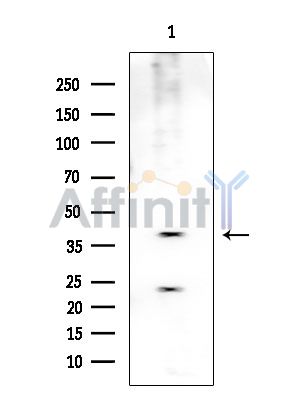 PRKX Antibody - Western blot analysis of extracts from Mouse brain, using PRKX Antibody at 1/1000 dilution.