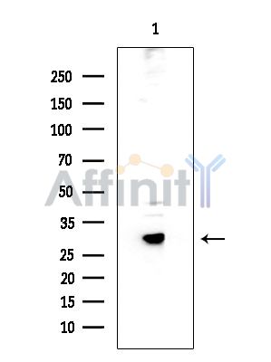 MTIF3 Antibody - Western blot analysis of extracts from HUVEC cells, using MTIF3 Antibody at 1/1000 dilution.