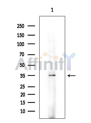 YOD1 Antibody - Western blot analysis of extracts from Mouse brain, using YOD1 Antibody at 1/1000 dilution.