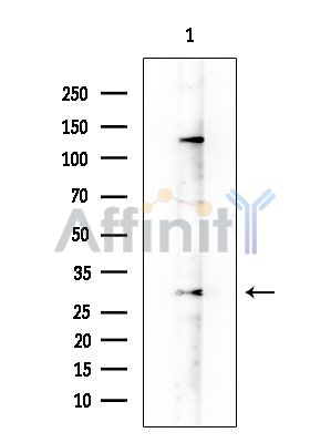 NKX2.8 Antibody - Western blot analysis of extracts from COLO205 cells, using NKX2.