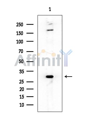 NKX2.8 Antibody - Western blot analysis of extracts from HUVEC cells, using NKX2.